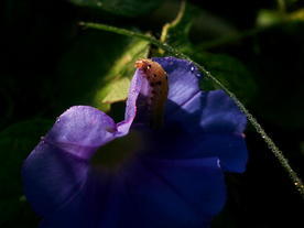 牵牛花