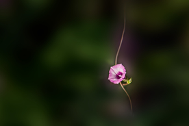 牵牛花