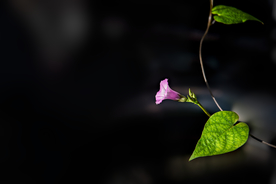 牵牛花