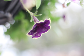 牵牛花