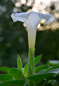 牵牛花
