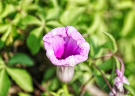 牵牛花