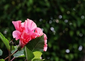 牵牛花