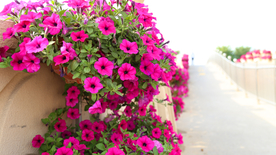 牵牛花