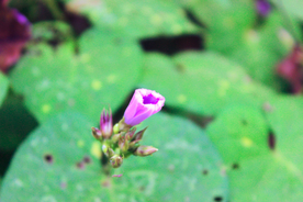 牵牛花