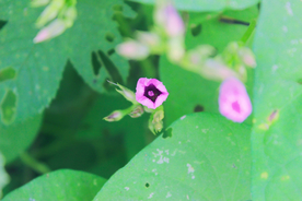 牵牛花