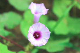 牵牛花