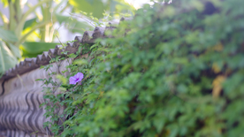 牵牛花