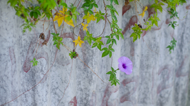 牵牛花