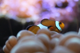 小丑鱼