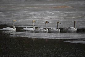 冰上游泳的白天鹅