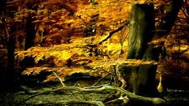 秋天树林风景画