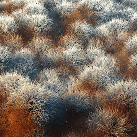 C4D 模型 真菌毛发细菌病毒