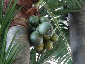 椰树椰子