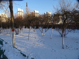 雪地上的小树林