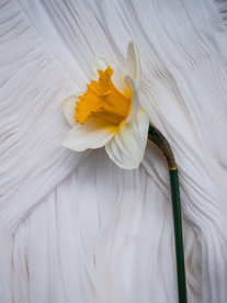 水仙