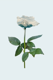 挂画画芯