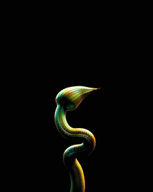 C4D 模型 蛇尾巴蛇花材质