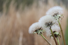 天空 蓝 野外 田野 舒适 惬