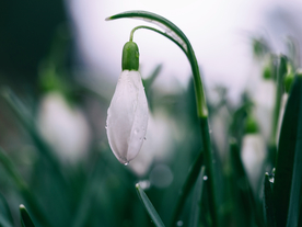 雪滴花