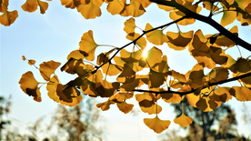银杏树叶