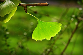 银杏树叶
