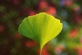 银杏树叶