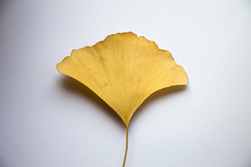 银杏树叶