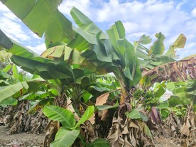 香蕉林 果园 水果