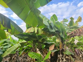 香蕉林 果园 水果