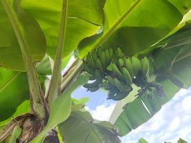 香蕉 果园 水果