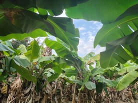 香蕉林 园林 果园