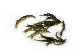 海鲜