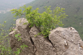 石缝中的一抹绿