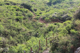 隐在绿丛中的登山梯