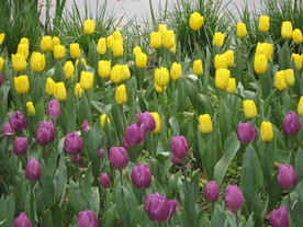 郁金香-黄紫同园