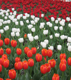 郁金香含苞待放