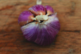 蒜瓣 大蒜 红蒜