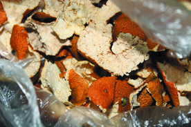 桔皮   干桔子皮