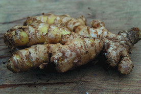 生姜   冬季姜   老姜