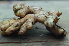 生姜   冬季姜   老姜