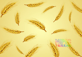 矢量金黄模版麦子麦穗一袋麦子