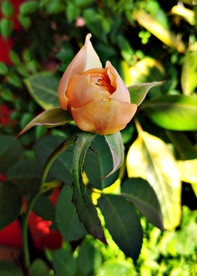 含苞待放的玫瑰