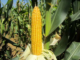 玉米