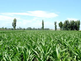 玉米田
