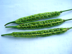 油菜夹