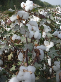棉花
