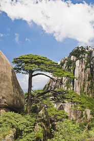 黄山奇松