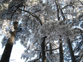 黄山雾凇
