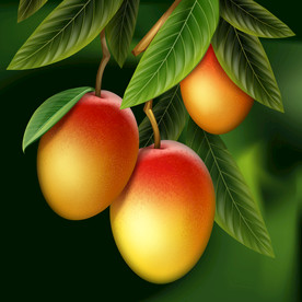 芒果 水果 蔬菜